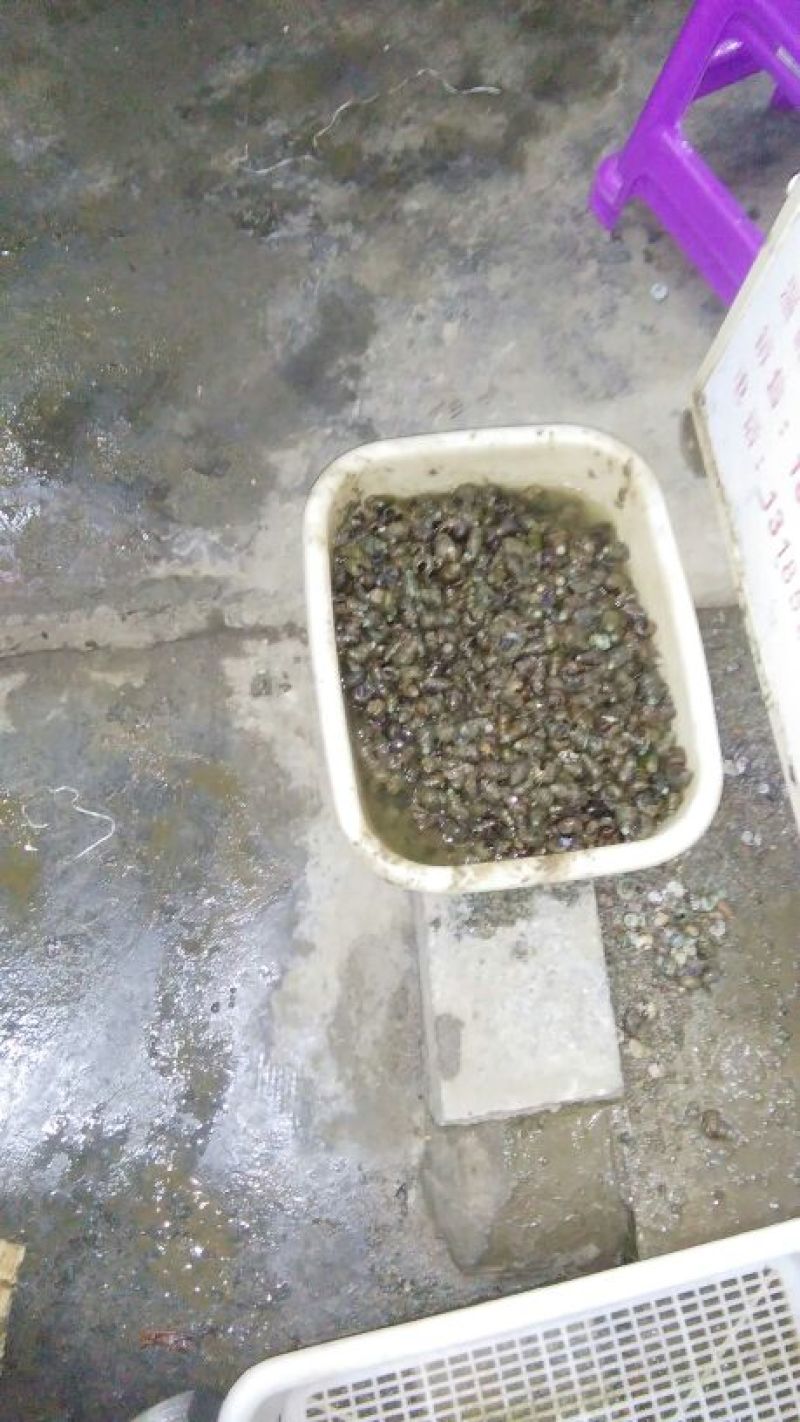 田螺食用鲜活