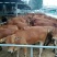 黄牛200~300kg