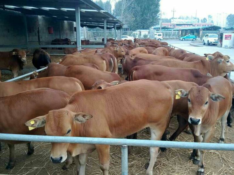 黄牛200~300kg