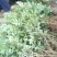 花椒苗1~2年