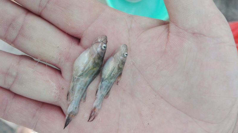 黄颡鱼苗