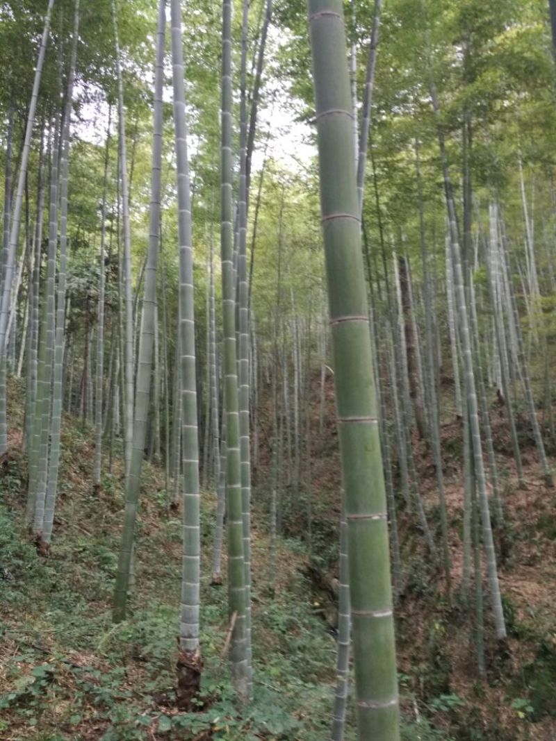 竹子11~12m