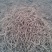 鱼腥草
