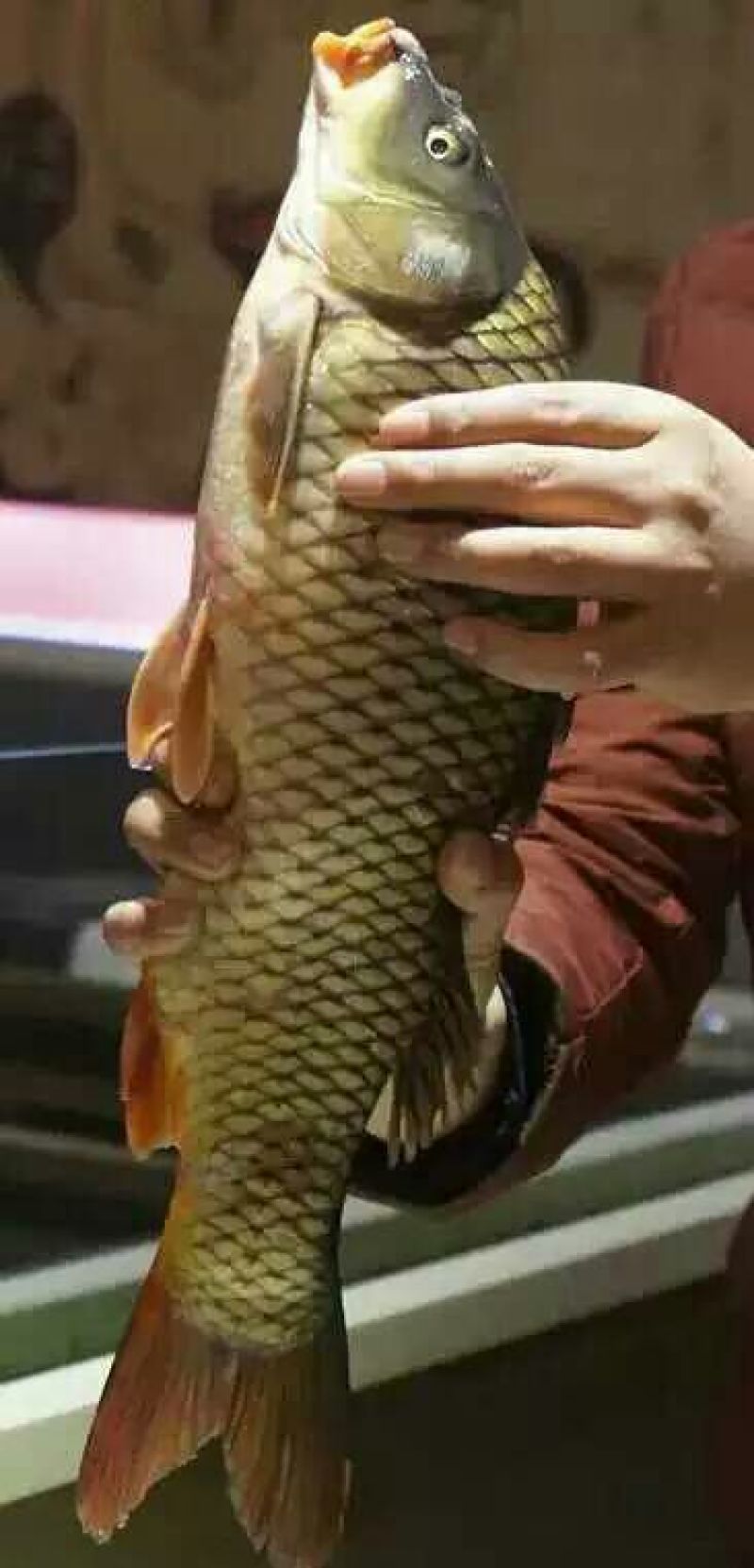 鲤鱼食用2~3公斤