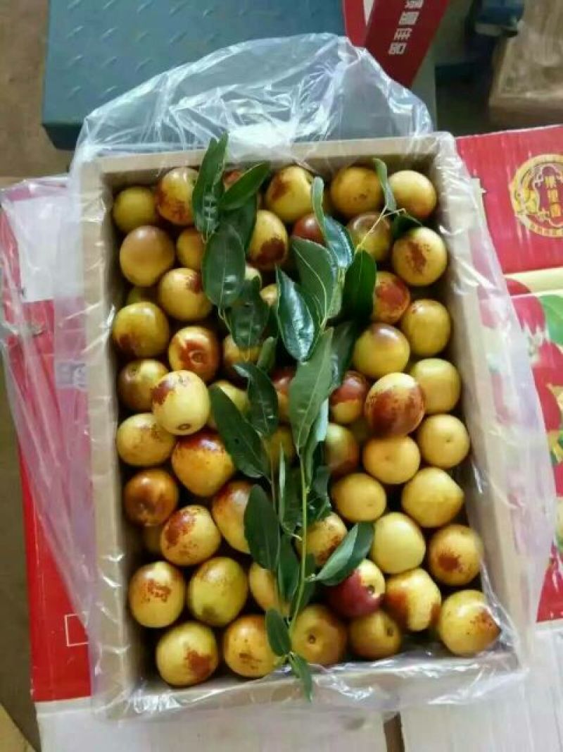 沾化冬枣拐一