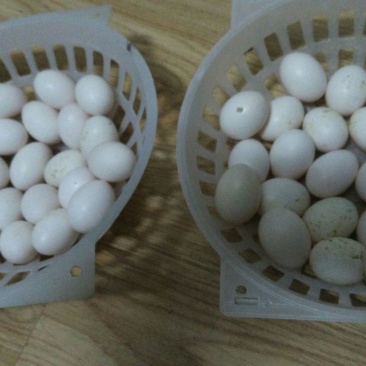 鸽子蛋食用