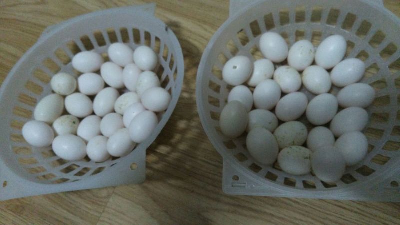 鸽子蛋食用
