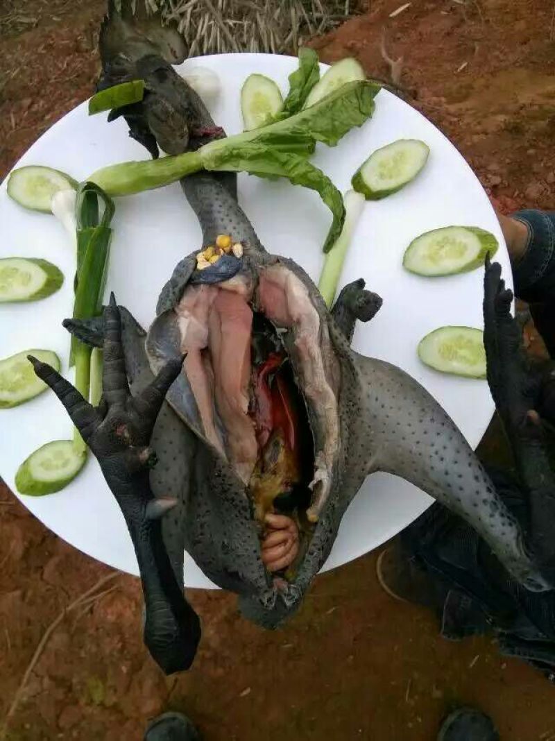 乌鸡