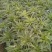 多肉植物带盆栽好