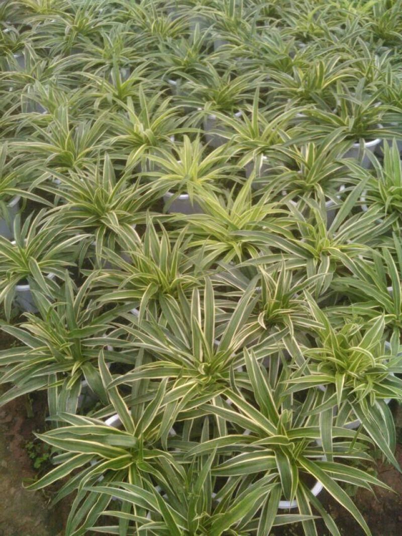多肉植物带盆栽好