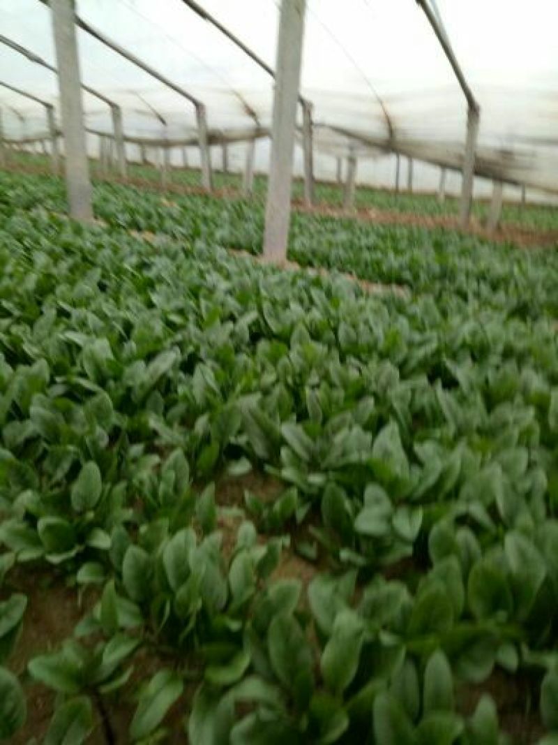 绿神菠菜15~20厘米