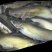 池鲤鱼食用1~2公斤