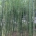 金竹7~8m