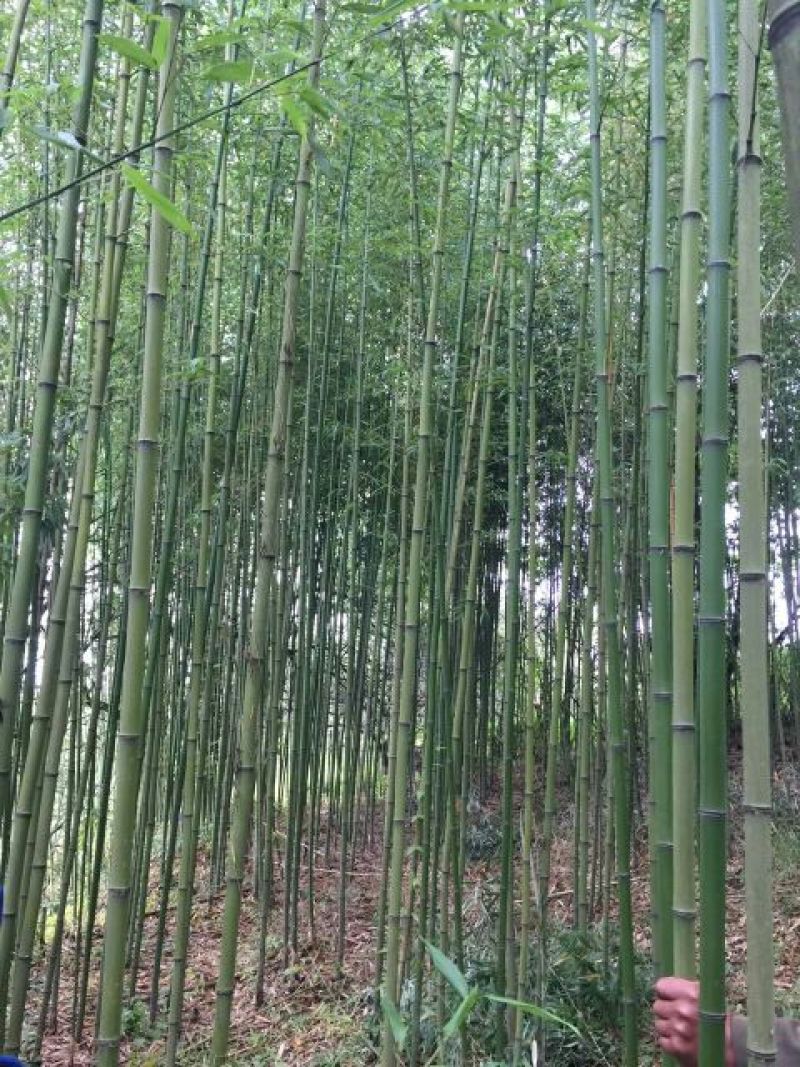 金竹7~8m