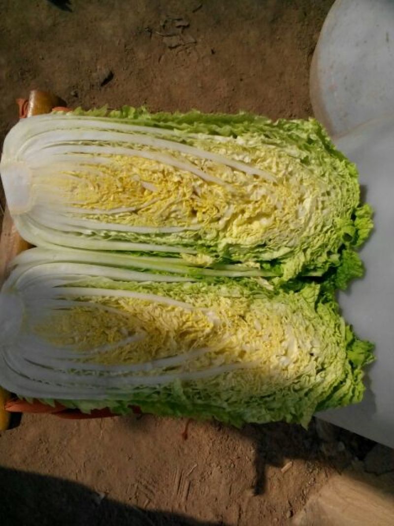 山东精品黄心白菜产地直销大量供应北京新三号大白菜4~6斤