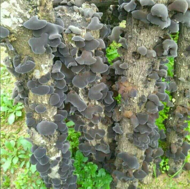 黑木耳一级