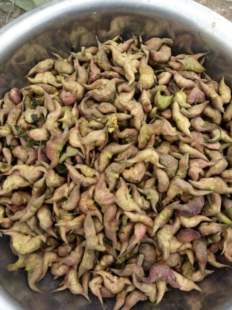 水红菱家菱