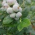 蓝莓12~14mm以上