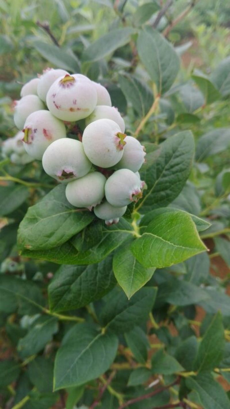 蓝莓12~14mm以上