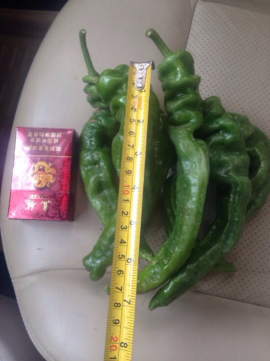 螺丝椒广西南宁市_批发_供应-一亩田农业网_专