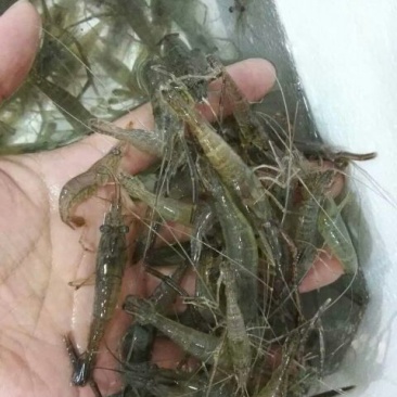 河虾冰鲜虾26~30只/kg
