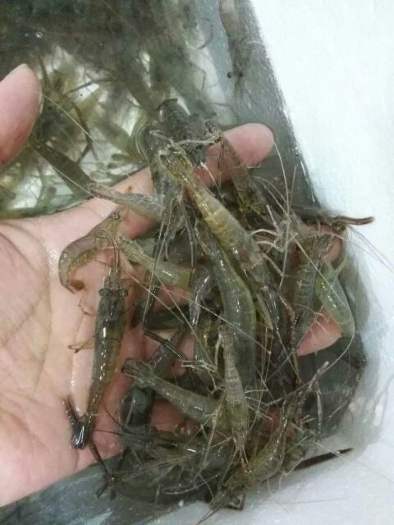 河虾冰鲜虾26~30只/kg