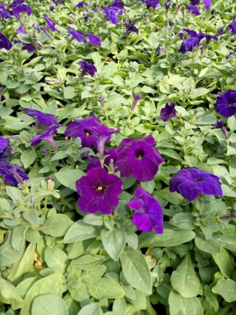 长春花价格长春花供应长春花