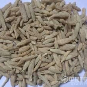 麦冬