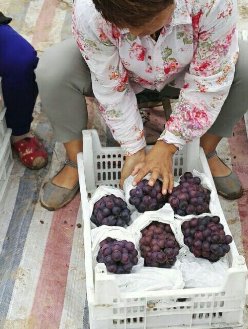 夏黑葡萄苗免费技术指导