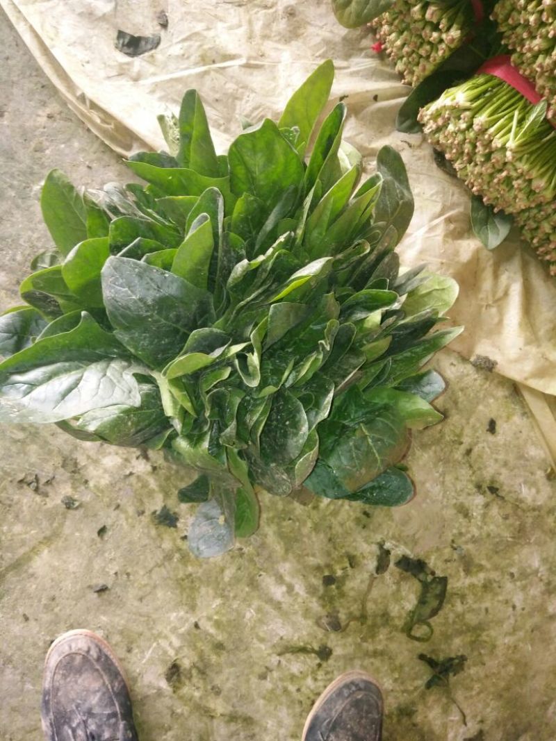 大叶菠菜15~20厘米