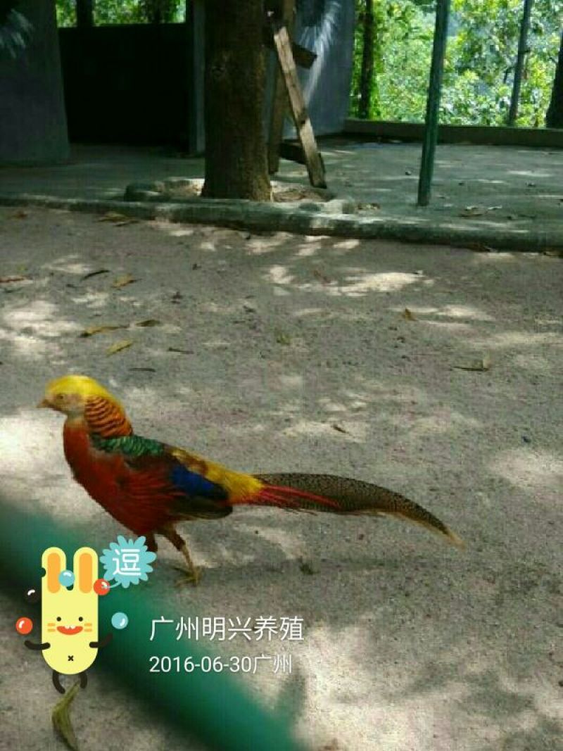 白腹锦鸡苗1斤以上