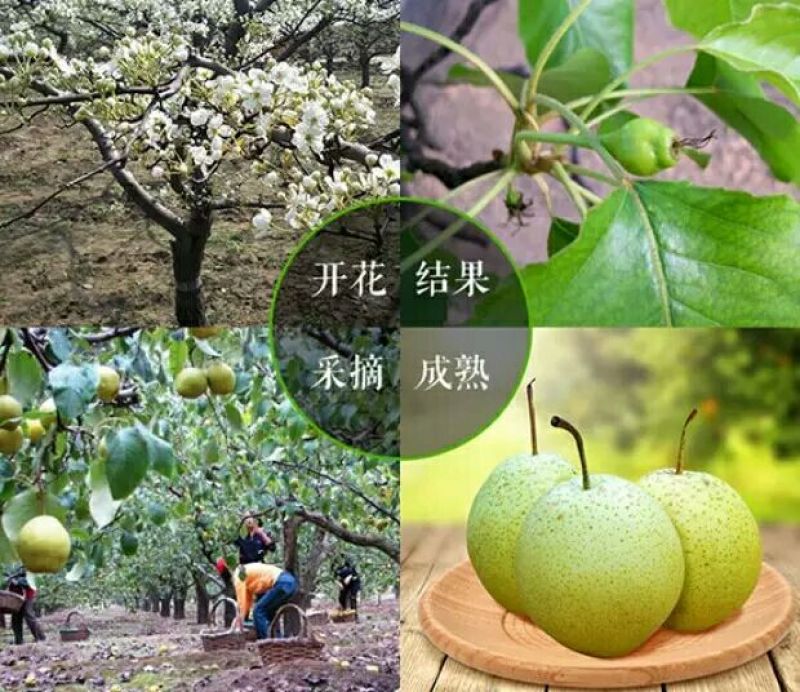 雪花梨350~400g纸袋