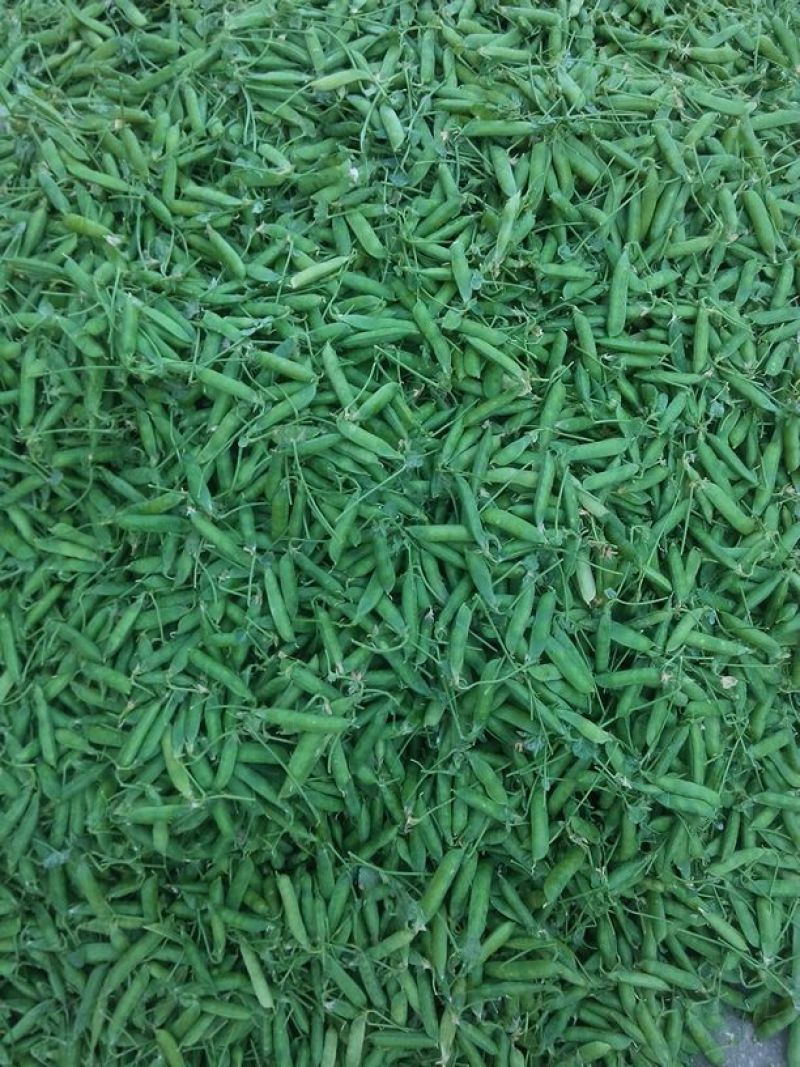 长寿仁甜脆豌豆云南丽江大青豌豆单花单荚