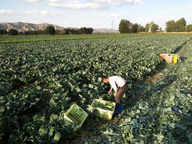 耐寒优秀西兰花单颗花球0.8-1.0斤