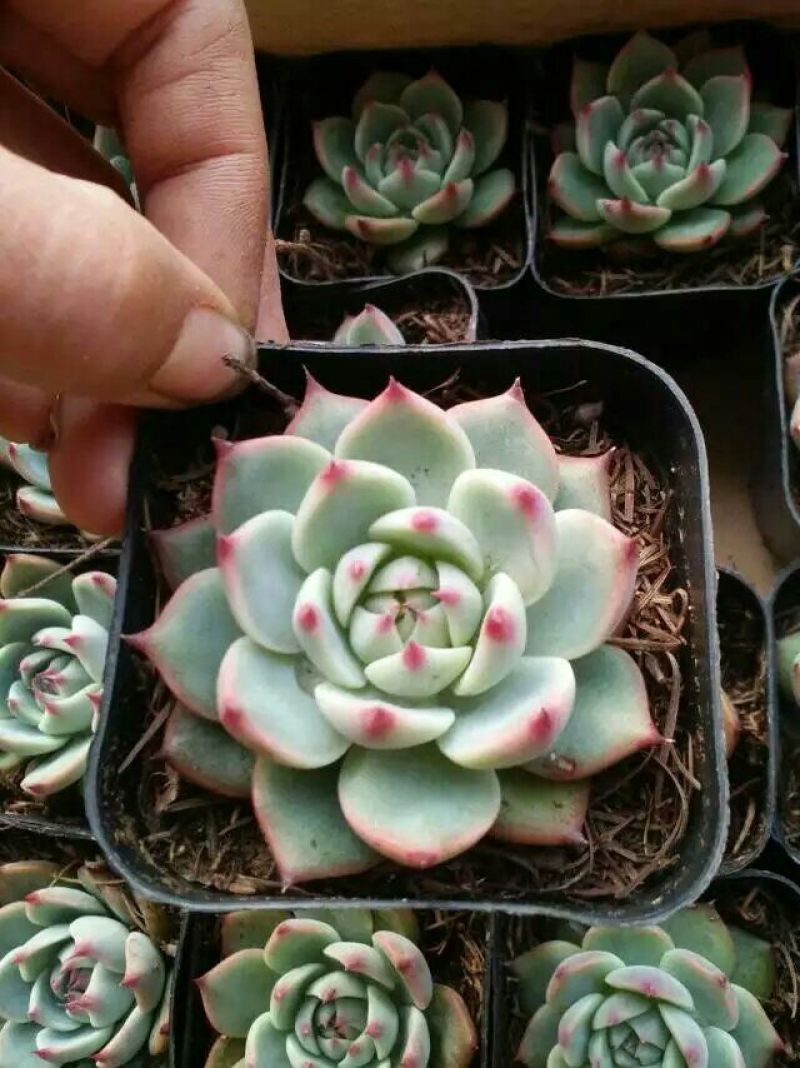 多肉植物含盆