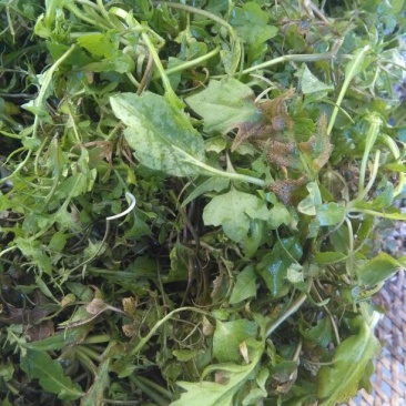 荠菜5~10cm