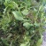 荠菜5~10cm