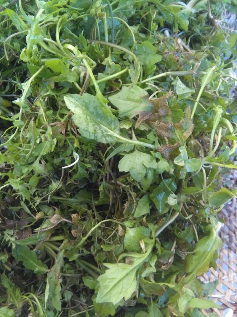 荠菜5~10cm