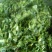 苦菊15~20cm