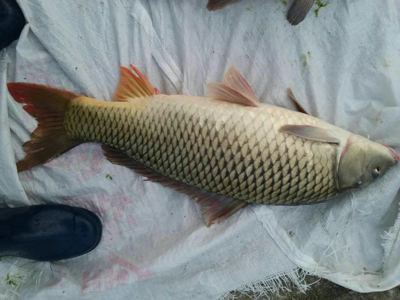 河鲤鱼食用2~3公斤