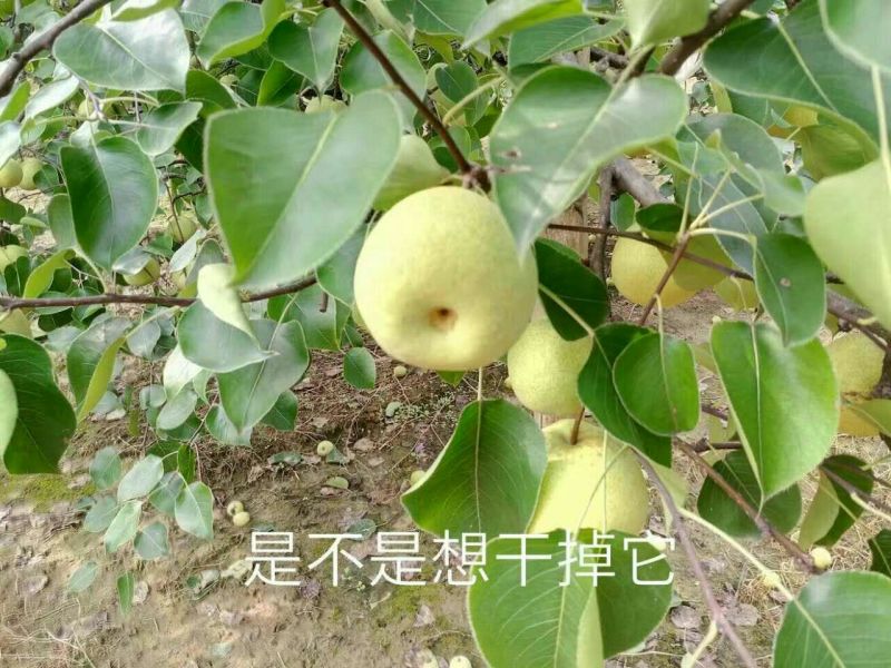 砀山梨300~350g纸加膜