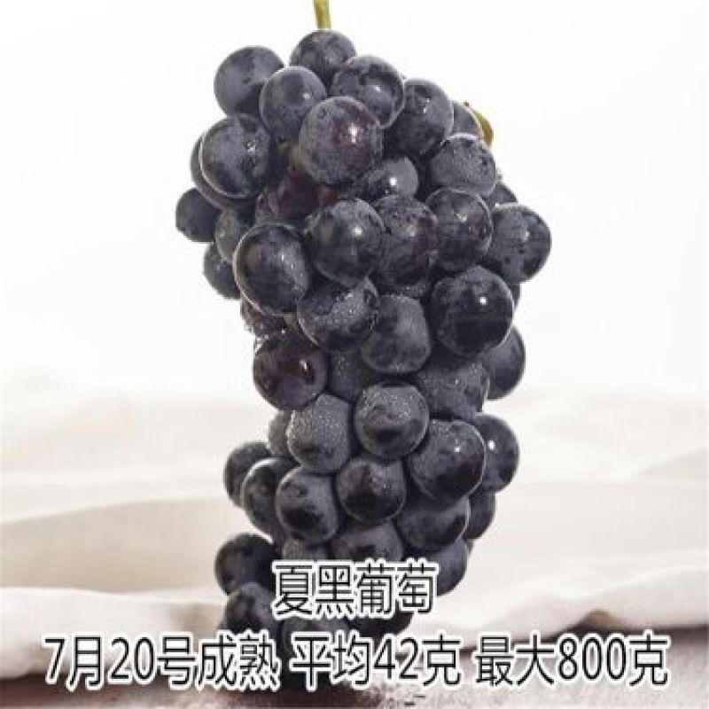 葡萄苗1年110~150cm