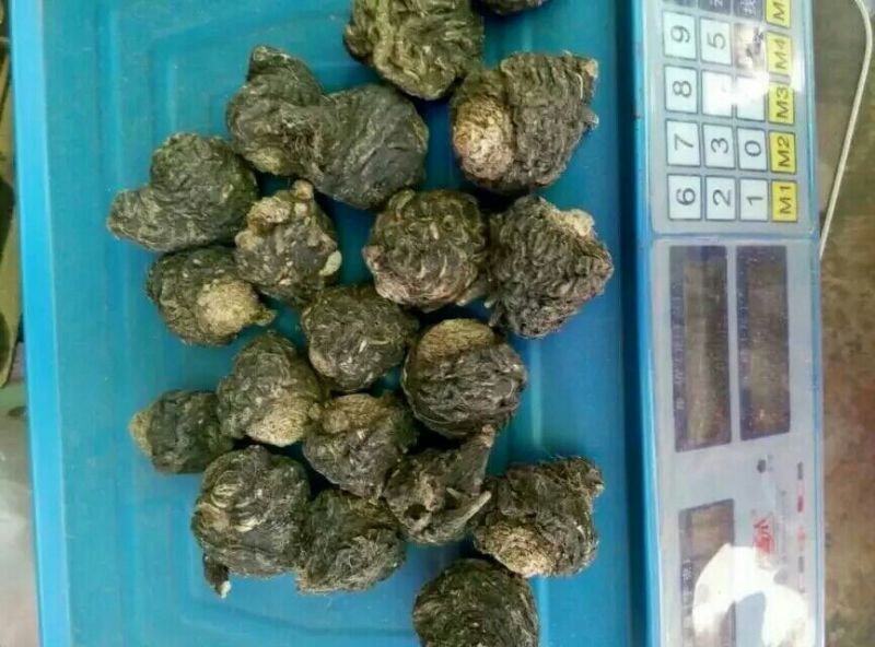 黑玛卡黑色