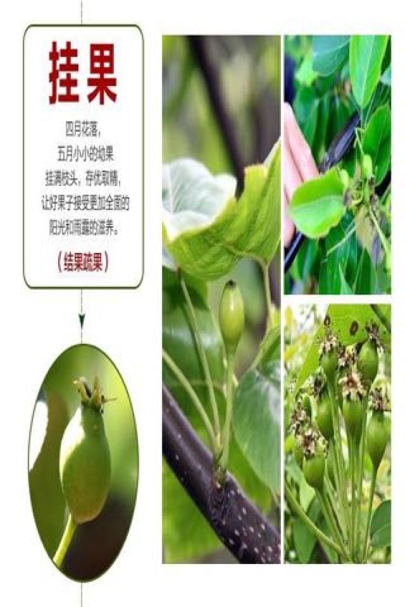 梨