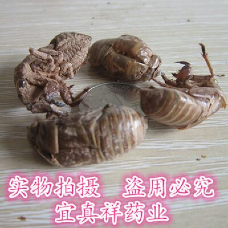 蝉蜕水洗