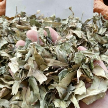 小驳骨