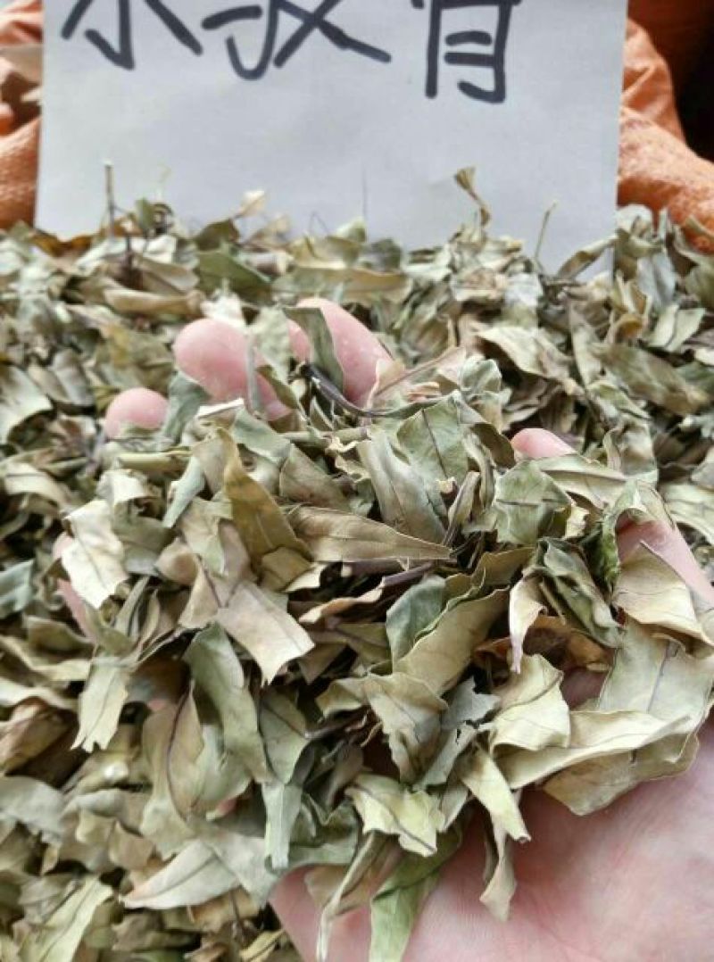 小驳骨