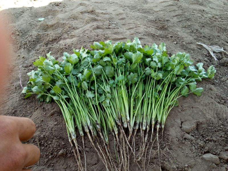 菠菜30~35厘米