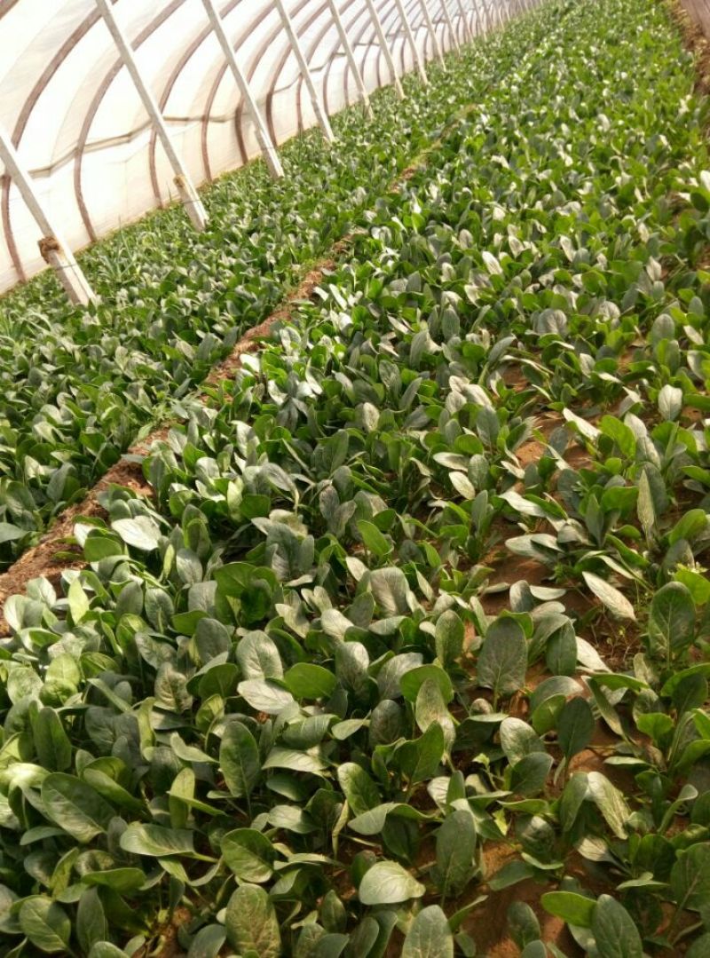 越冬菠菜15~20厘米