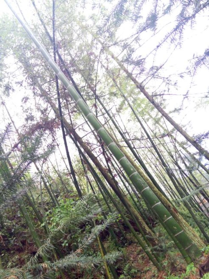 竹子10~11m